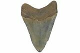 Fossil Megalodon Tooth - Gorgeous, Glossy Enamel #180981-2